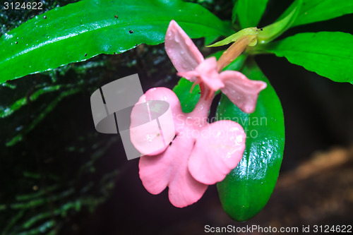 Image of habennaria rhodocchelia hance from rainforest