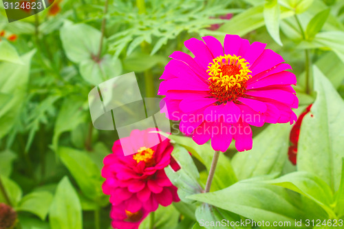 Image of Zinnia elegans in field