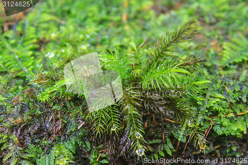 Image of  tropical forest