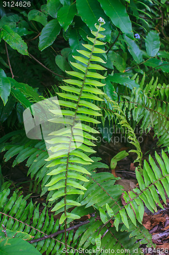 Image of Fern leaf texture