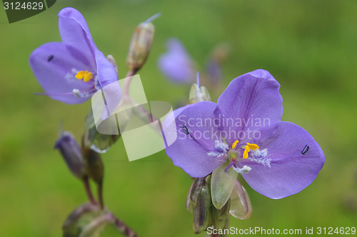 Image of Murdannia giganteum, Thai purple flower and Pine forest 