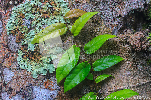 Image of Small leaves plant climbing on the tree 