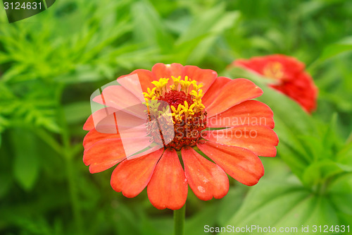 Image of Zinnia elegans in field