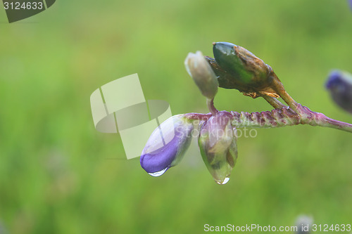 Image of Murdannia giganteum, Thai purple flower and Pine forest 