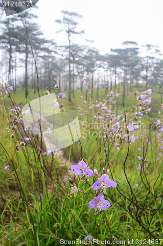 Image of Murdannia giganteum, Thai purple flower and Pine forest 