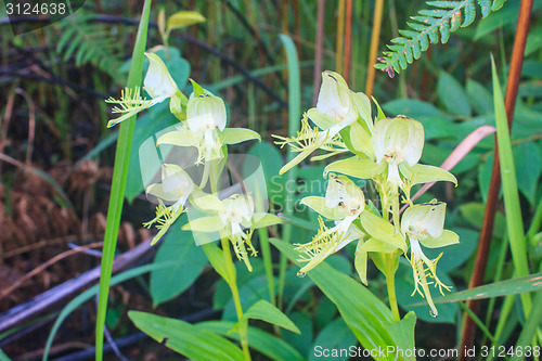 Image of Wild orchids in nature