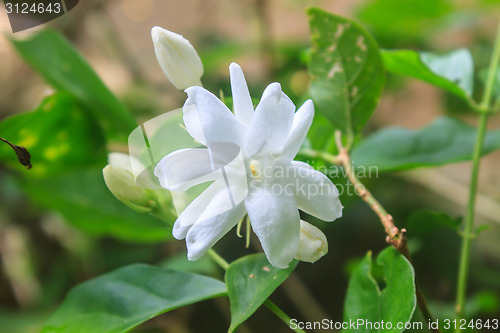 Image of White Jasmine flowers in garden