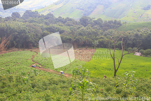 Image of fields in the mountains