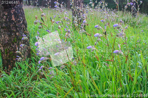 Image of Murdannia giganteum, Thai purple flower and Pine forest 