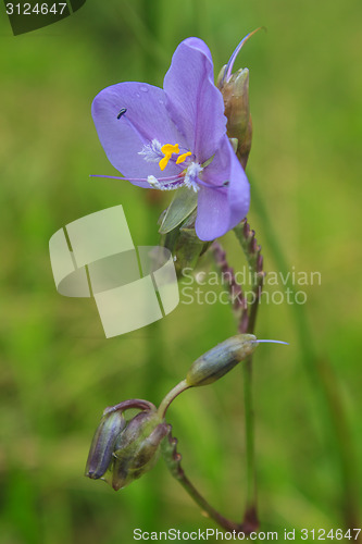 Image of Murdannia giganteum, Thai purple flower and Pine forest 