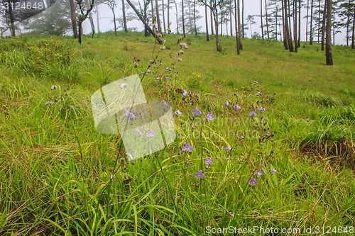 Image of Murdannia giganteum, Thai purple flower and Pine forest 