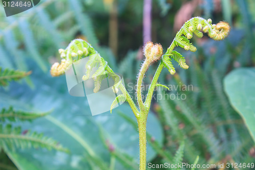 Image of Close up of fern leaf with water drops 