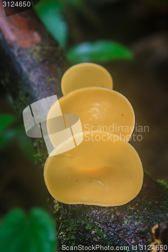 Image of Champagne mushrooms (Fungi Cup) 