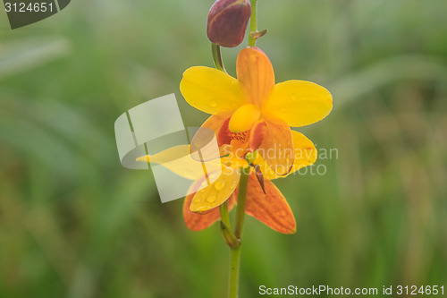 Image of Spathoglottis lobbii Lindl flower