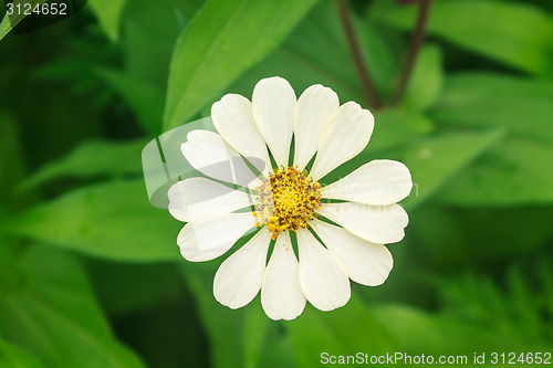 Image of Zinnia elegans in field