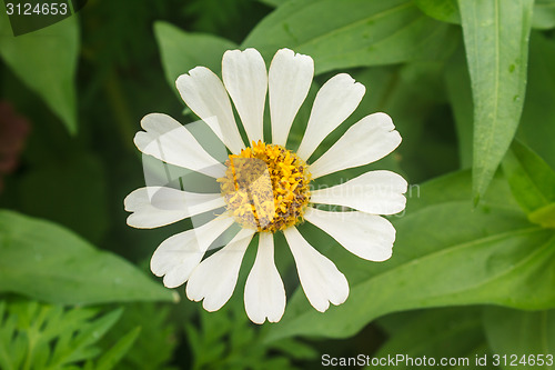 Image of Zinnia elegans in field