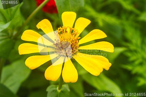 Image of Zinnia elegans in field