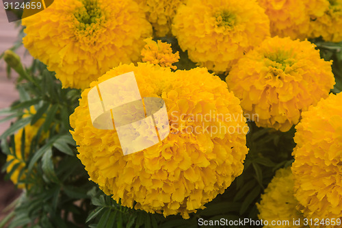 Image of Marigold  flowers field, summer in garden 