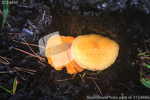 Image of mushrooms growing on a live tree 