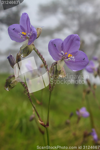 Image of Murdannia giganteum, Thai purple flower and Pine forest 