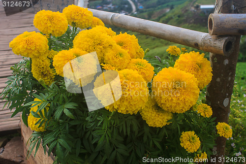 Image of Marigold  flowers field, summer in garden 