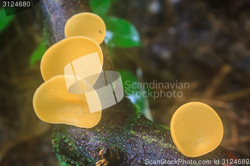 Image of Champagne mushrooms (Fungi Cup) 