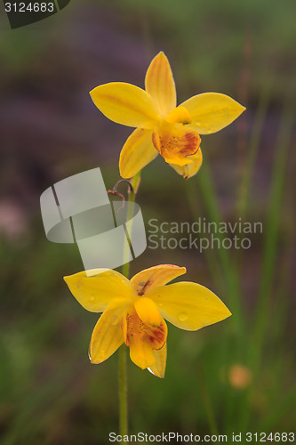 Image of Spathoglottis lobbii Lindl flower