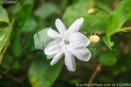 Image of White Jasmine flowers in garden