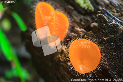 Image of Champagne mushrooms (Fungi Cup) 