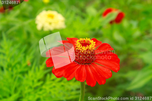 Image of Zinnia elegans in field