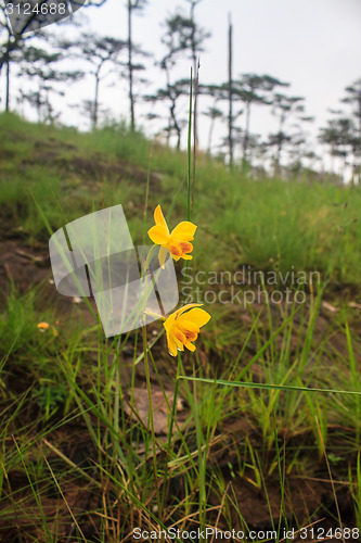 Image of Spathoglottis lobbii Lindl flower