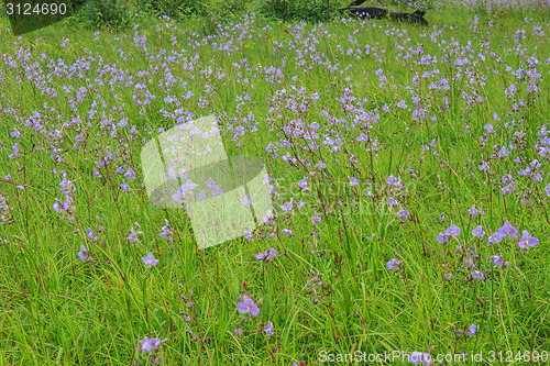 Image of Murdannia giganteum, Thai purple flower and Pine forest 