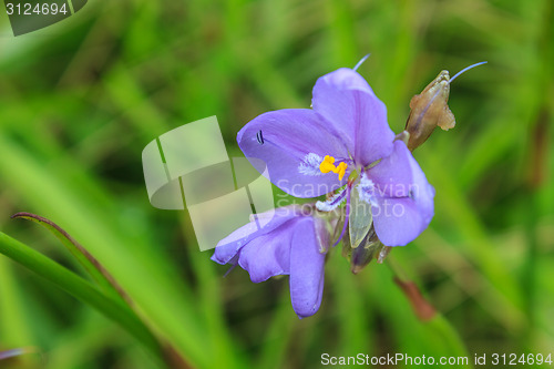 Image of Murdannia giganteum, Thai purple flower and Pine forest 