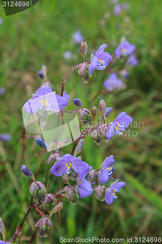 Image of Murdannia giganteum, Thai purple flower and Pine forest 