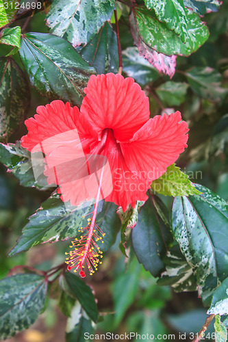 Image of  Vivid red hibicus is blooming in the morning sunlight