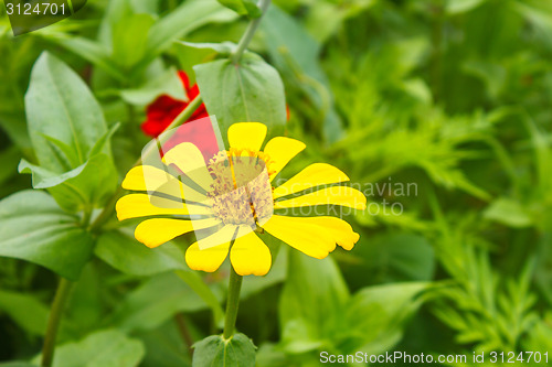 Image of Zinnia elegans in field