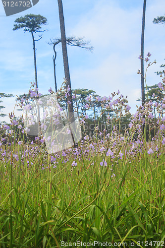 Image of Murdannia giganteum, Thai purple flower and Pine forest 