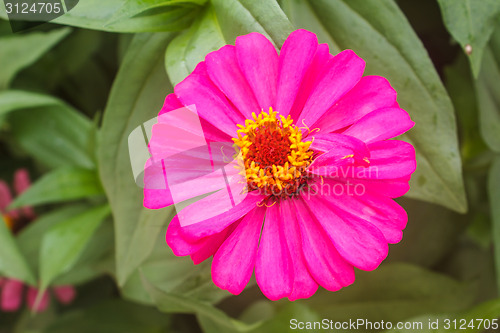 Image of Zinnia elegans in field