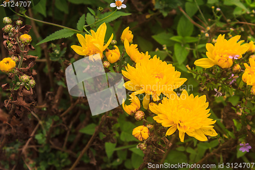 Image of Yellow blossom Chrysanthemum in farm