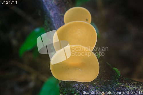 Image of Champagne mushrooms (Fungi Cup) 