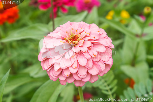 Image of Zinnia elegans in field