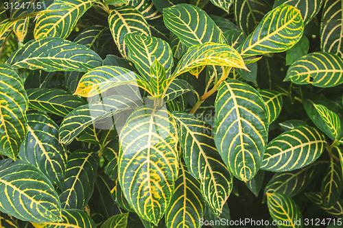 Image of beautiful green leaf background in garden