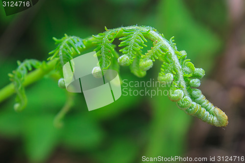 Image of Close up of fern leaf with water drops 