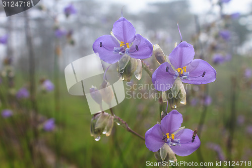 Image of Murdannia giganteum, Thai purple flower and Pine forest 