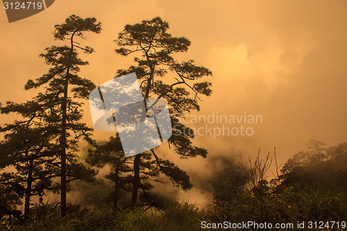 Image of sunset with black pines silhouette