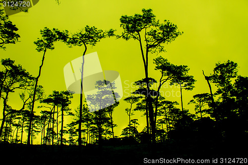 Image of sunset with black pines silhouette
