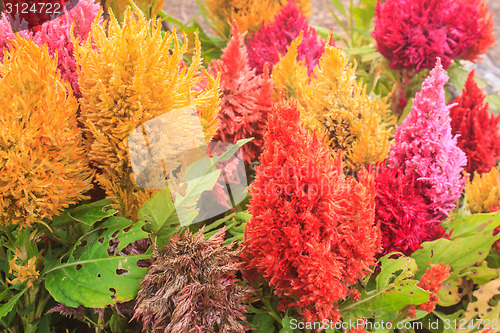 Image of  plumped celosia flower in the garden