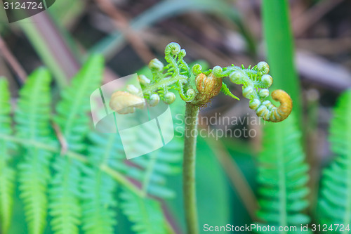 Image of Close up of fern leaf with water drops 