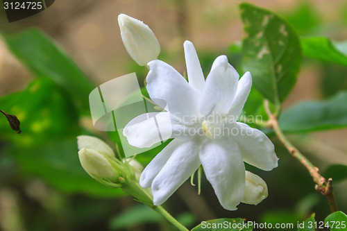 Image of White Jasmine flowers in garden