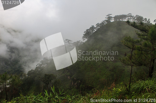 Image of pine tree forest  on mountain